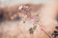 Julie ROUX - JULIE ROUX PHOTOGRAPHE